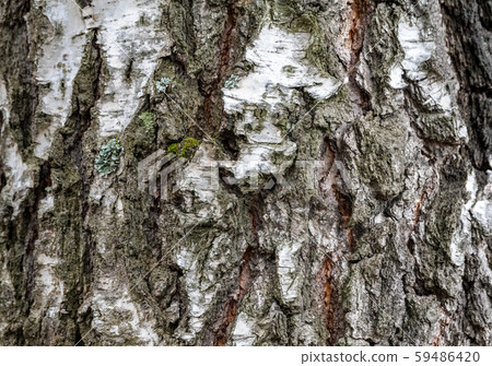 The texture of the birch bark. The texture of the birch bark. 59486420