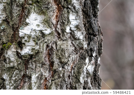 The texture of the birch bark. 59486421