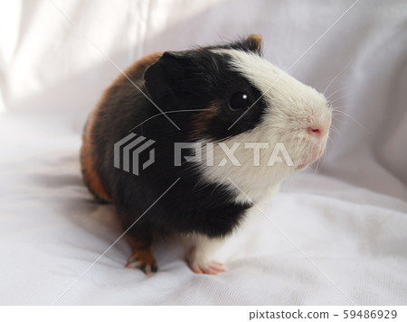 可愛的豚鼠 可愛的豚鼠 59486929