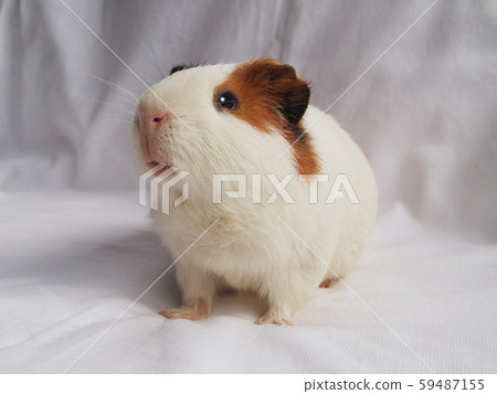 Cute guinea pig Cute guinea pig 59487155