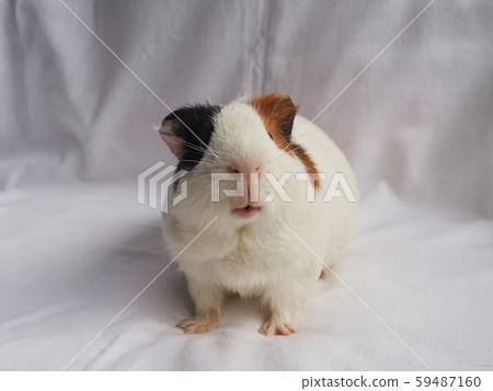 Cute guinea pig Cute guinea pig 59487160