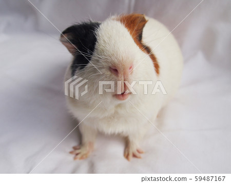 可愛的豚鼠 可愛的豚鼠 59487167