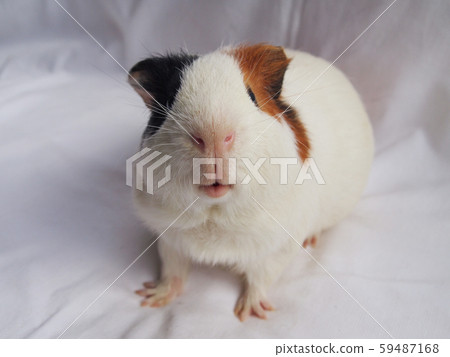 可愛的豚鼠 可愛的豚鼠 59487168