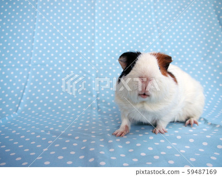 豚鼠有藍色圓點 59487169