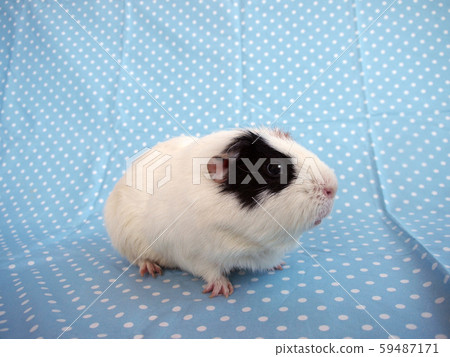 豚鼠有藍色圓點 59487171