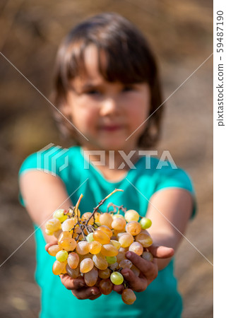 Grapes harvest. Little girl hands with freshly Grapes harvest. Little girl hands with freshly 59487190