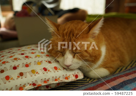 Sleeping cat Sleeping cat 59487225