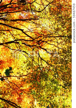 Leaves shining colorfully in green, red and yellow in the sun 59487459