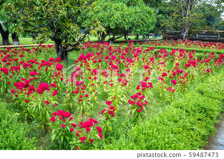 Nguyen Dynasty Royal Palace Flowerbed 59487473