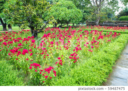 Nguyen Dynasty Royal Palace Flowerbed Nguyen Dynasty Royal Palace Flowerbed 59487475