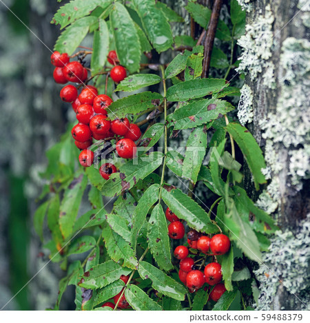 Red ripe rowan berries on the old wooden fence covered with moss with water drops 59488379