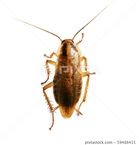 Domestic cockroach macro isolated on the white background Domestic cockroach macro isolated on the white background 59488411