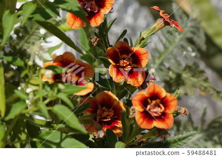 Petunia Yae 4 59488481