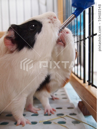 Guinea top pig water