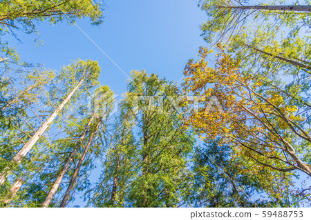 秋天的樹林 59488753