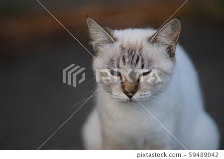 White Cat White Cat 59489042