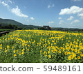 Sunflower and old house 59489161