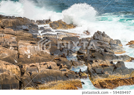 Kangaroo Island Fur Seal Lookout Kangaroo Island Fur Seal Lookout 59489497