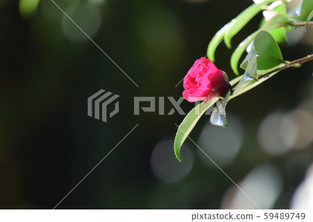 茶花 茶花 59489749