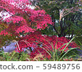 Autumnal leaves and Susuki 59489756