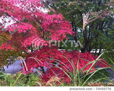 Autumnal leaves and Susuki Autumnal leaves and Susuki 59489756