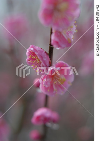 Beginning of spring Beginning of spring 59489942