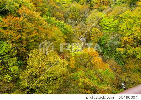 Autumn leaves of Hakusan Oyama (November 2019) 59490004