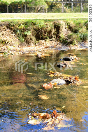 A river flowing through a park in autumn: beautiful water A river flowing through a park in autumn: beautiful water 59490526