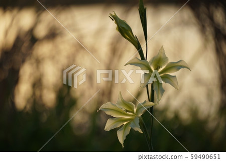 一朵花在日落時 一朵花在日落時 59490651