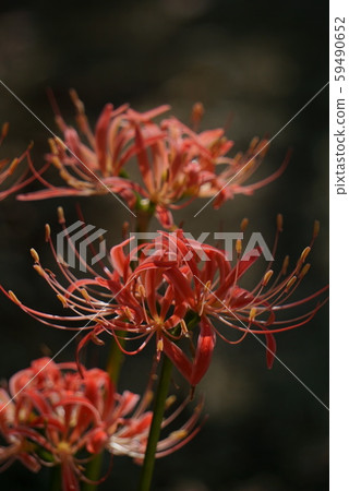 群集孤挺花 群集孤挺花 59490652