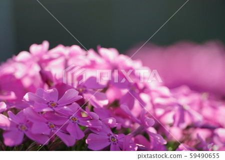 花 花 59490655