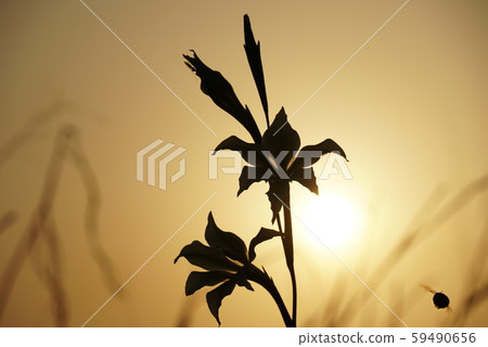 夕陽 59490656