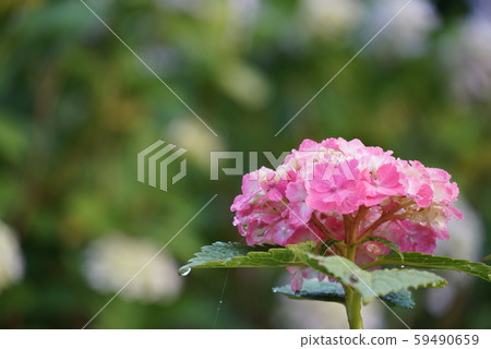 hydrangea hydrangea 59490659