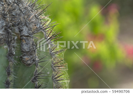 baja california sur giant cactus in desert baja california sur giant cactus in desert 59490706