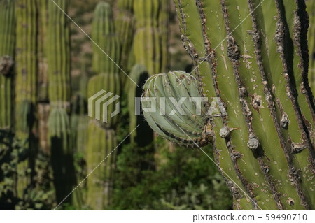 baja california sur giant cactus in desert baja california sur giant cactus in desert 59490710