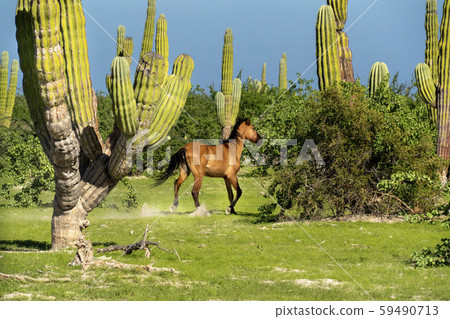 horse running in baja california sur giant cactus 59490713