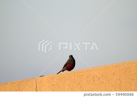 Omuta City Miike Port 59490886