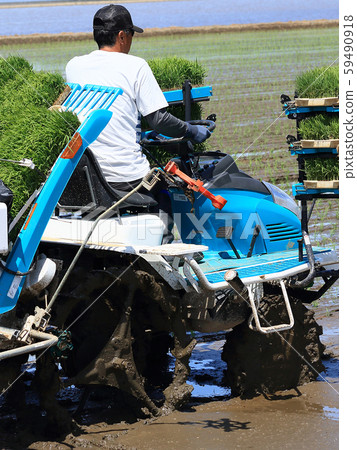 Male image rice planting with rice transplanter Male image rice planting with rice transplanter 59490918