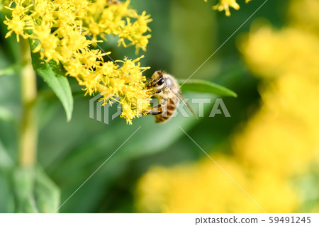 蜜蜂 蜜蜂 59491245