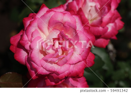 玫瑰秩父公主 59491342