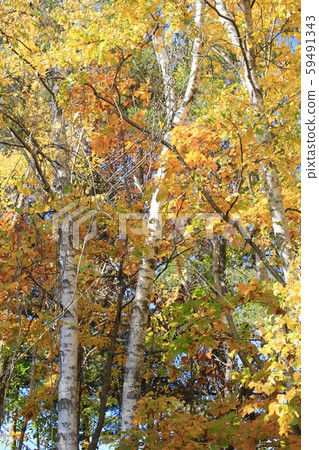 Yellow-leaved birch trees in a park in autumn 59491343