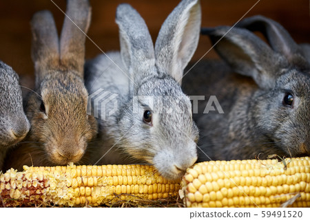 Gray and brown rabbits eating ear of corn in a cage 59491520