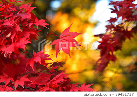秋天的樹葉 59491737
