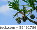 Okinawa Adan tree 59491786