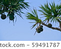 Okinawa Adan tree 59491787