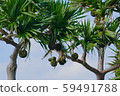 Okinawa Adan tree 59491788