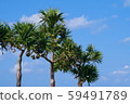 Okinawa Adan tree 59491789