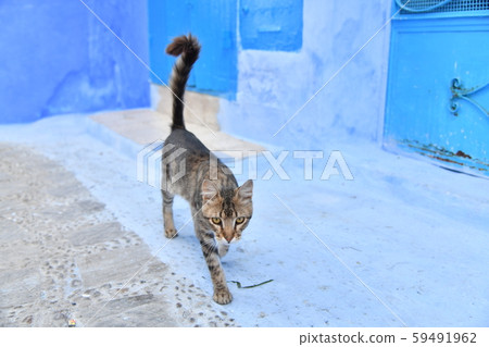 Chefchaouen stray cat, Morocco 59491962
