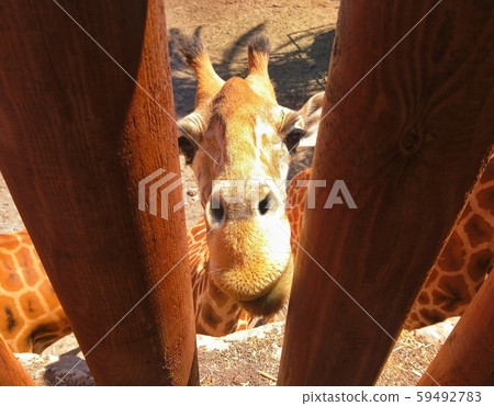 Giraffe jailed behind the fence Giraffe jailed behind the fence 59492783