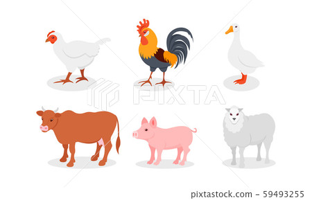Poultry And Other Farm Animals In The Village Vector Illustration Set Isolated On White Background Poultry And Other Farm Animals In The Village Vector Illustration Set Isolated On White Background 59493255